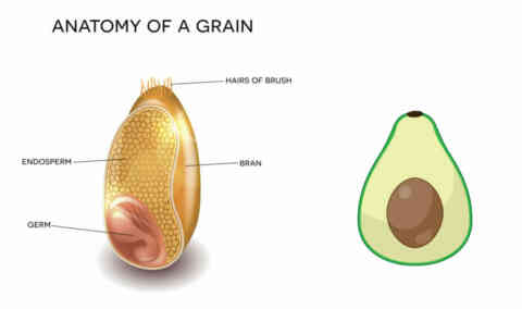 Wheat grain avocado 1024x607
